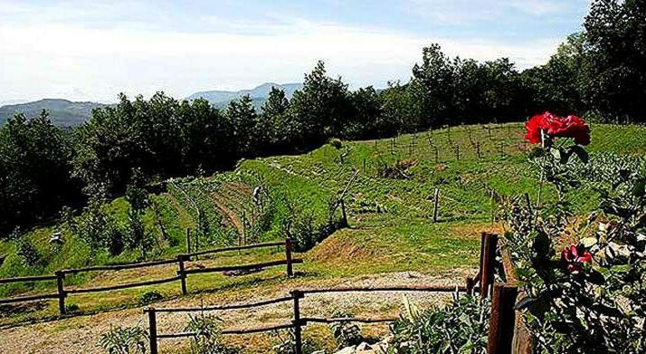 Agriturismo Paneolio Villa Collemandina Buitenkant foto