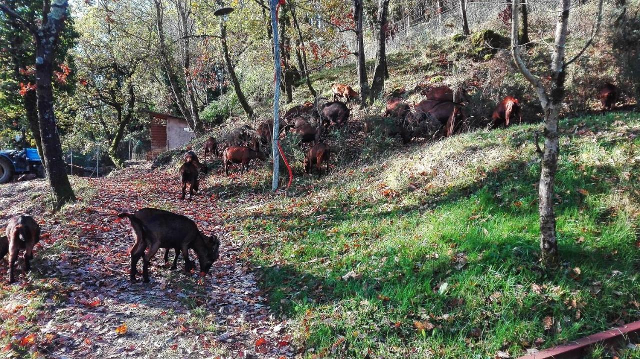 Agriturismo Paneolio Villa Collemandina Buitenkant foto